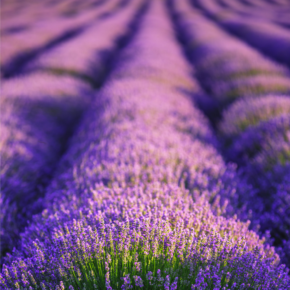 Premium Lavender Seeds